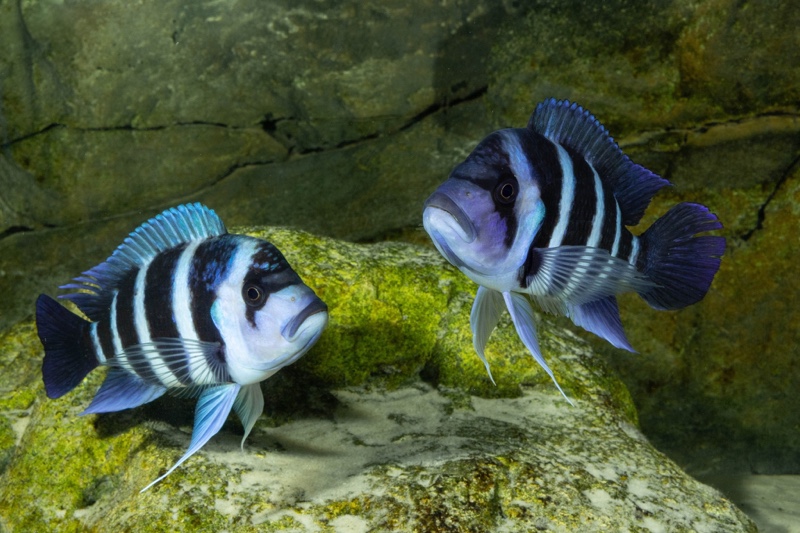 Cyphotilapia gibberosa 'Mtoto' (Moba)